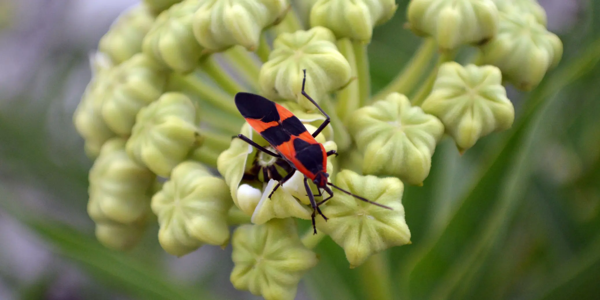 Boxelder Bugs 1