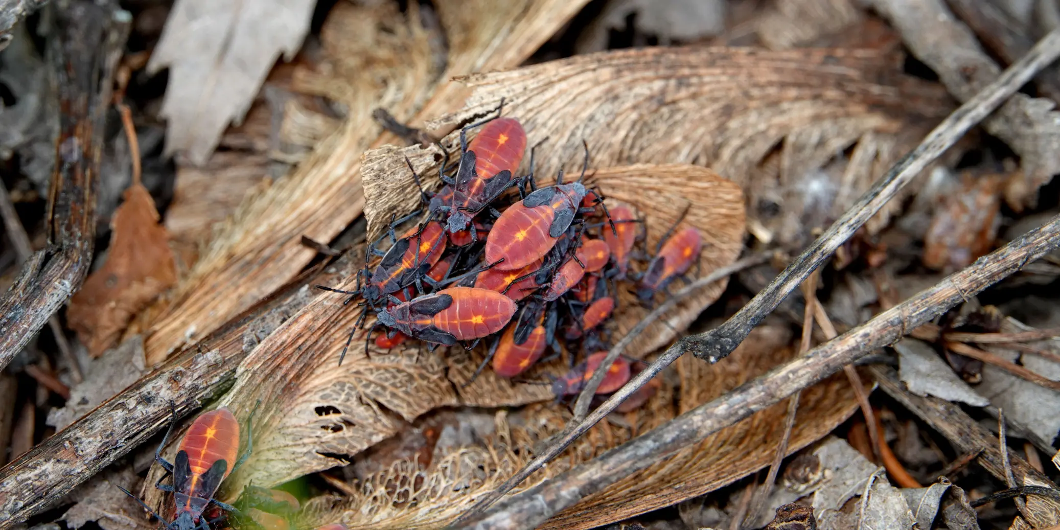 Boxelder Bugs 3