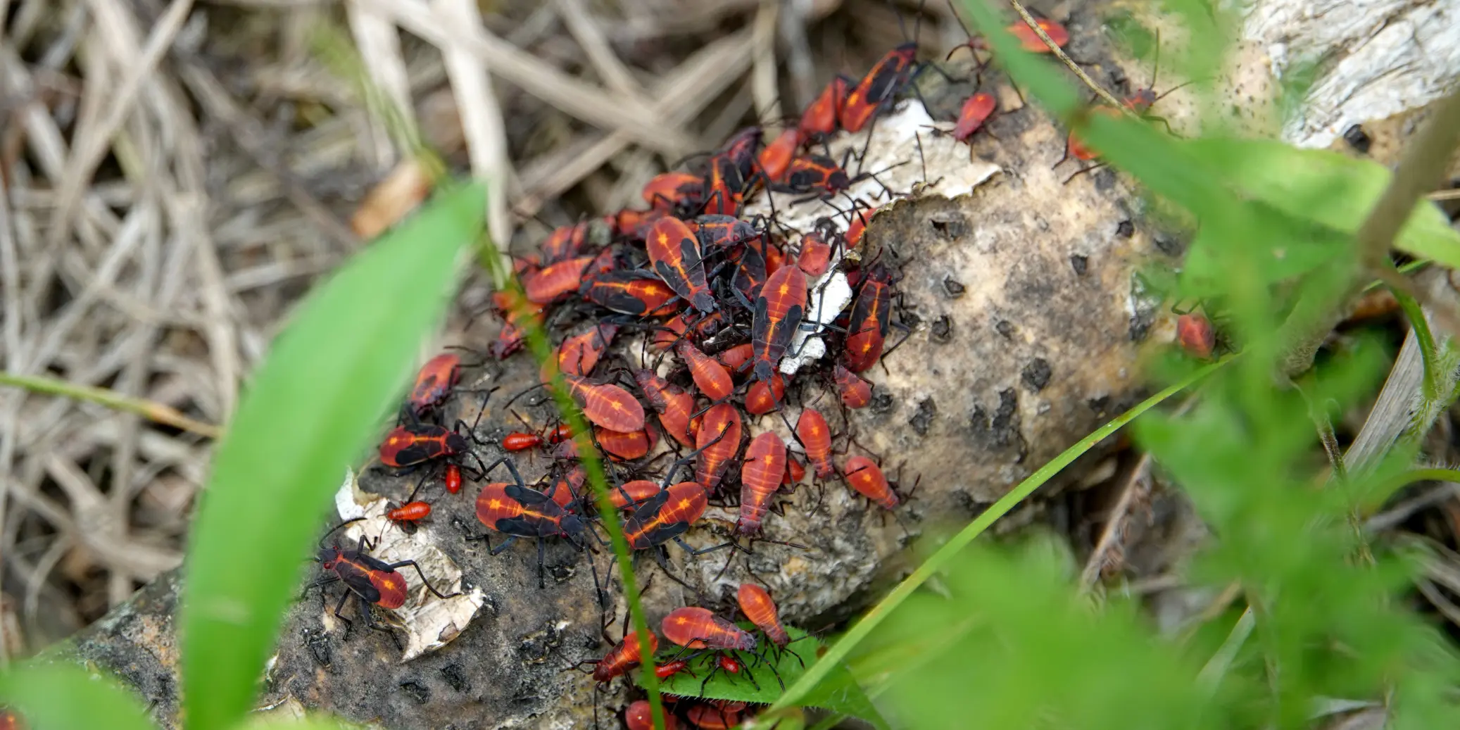 Boxelder Bugs 4