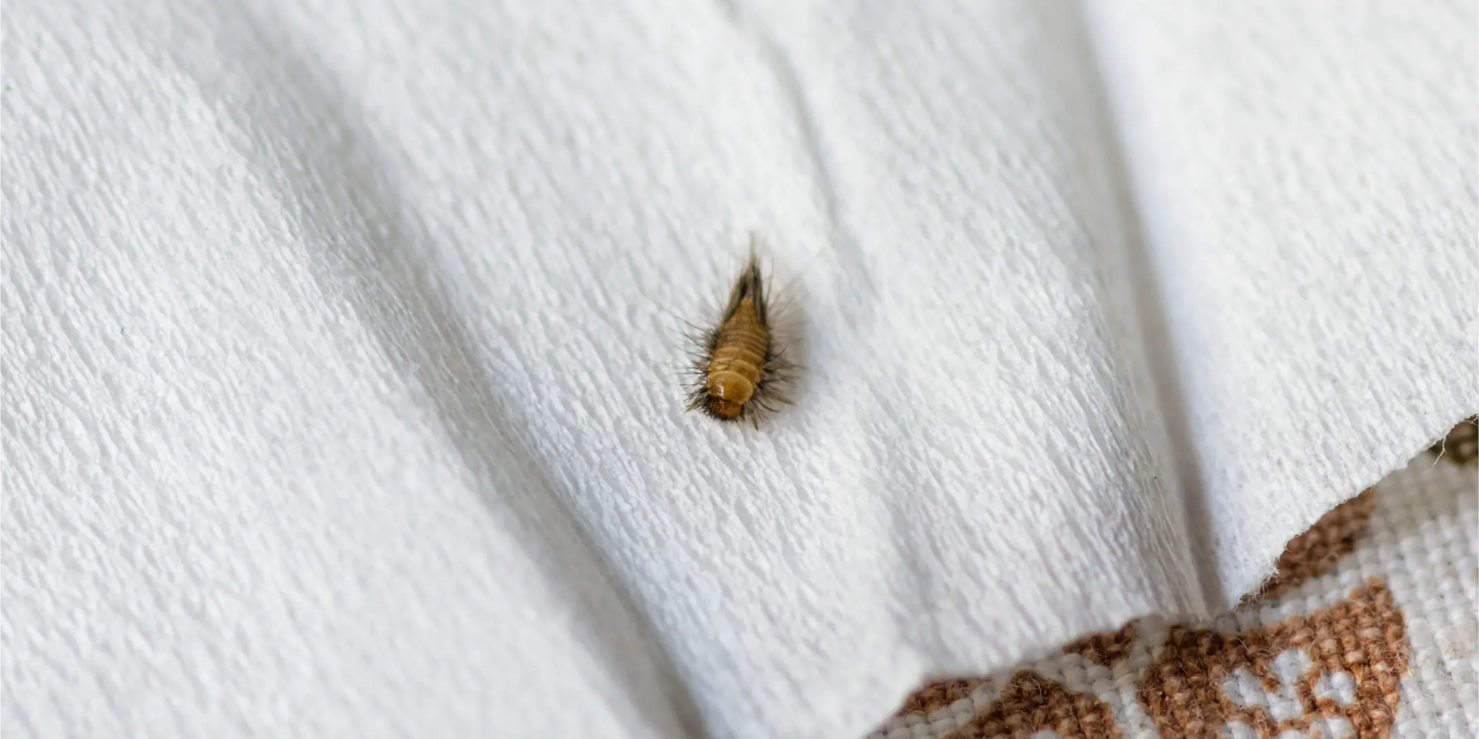 Carpet Beetles 2