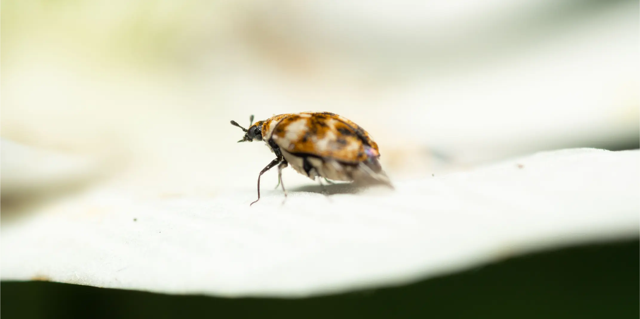 Carpet Beetles 3