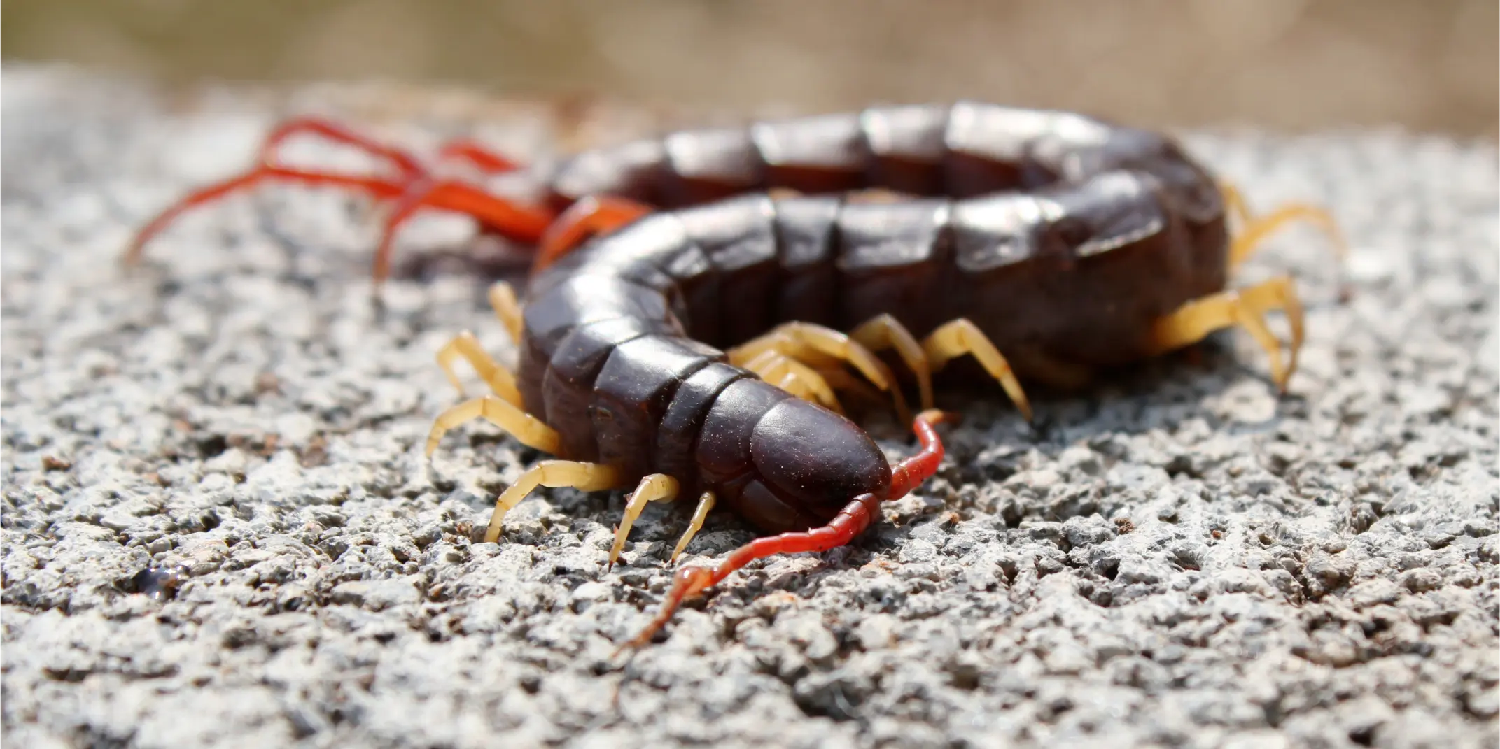 Centipede 1