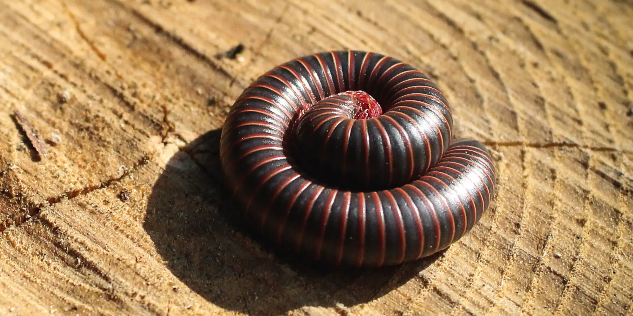 Millipedes 1