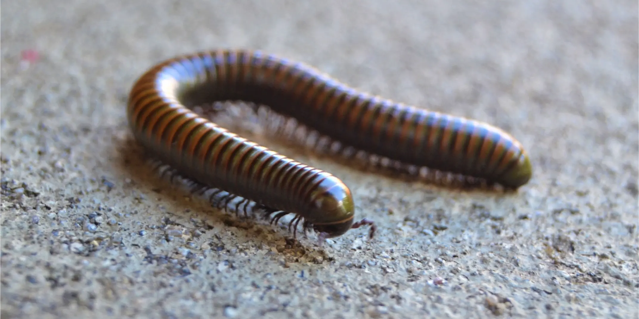 Millipedes 3