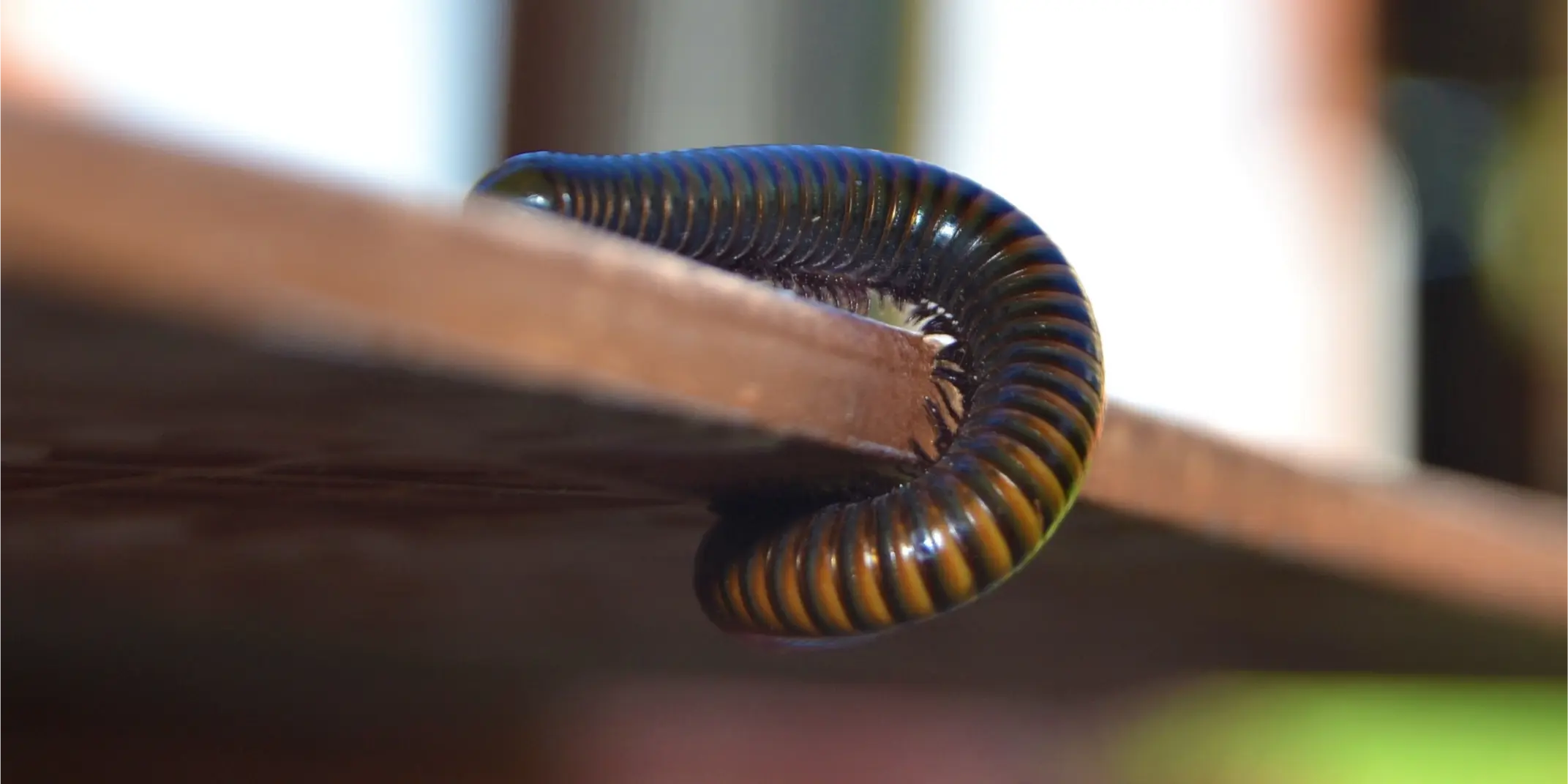 Millipedes