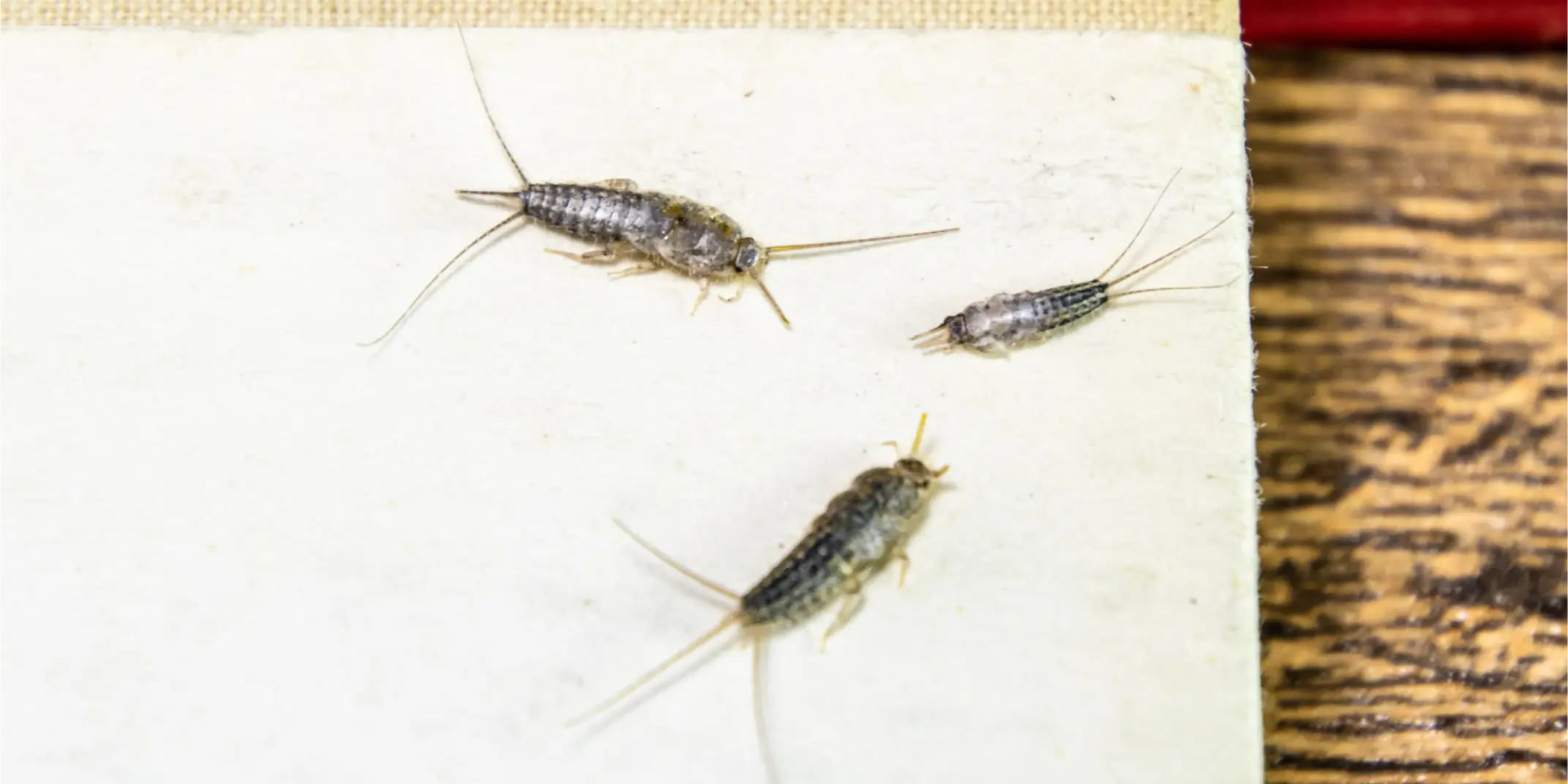 Silverfish