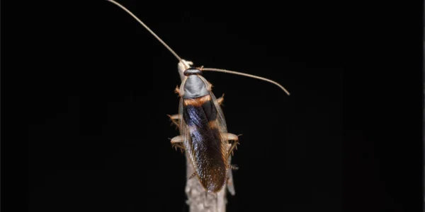 Cockroach Control 1