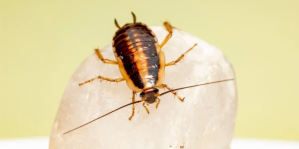 Cockroach Control