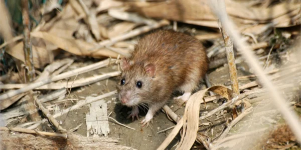 Rodents Control