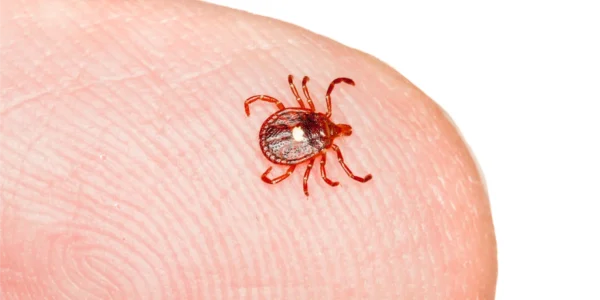 Ticks
