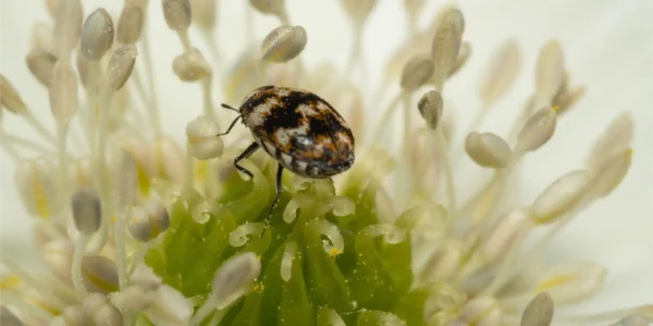 carpet beetles