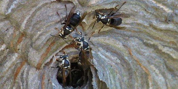 wasps control 1