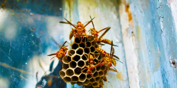 wasps exterminator
