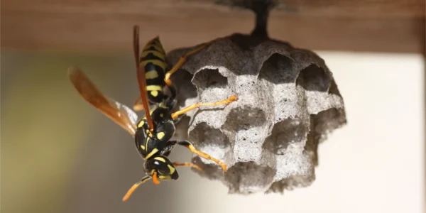 wasps